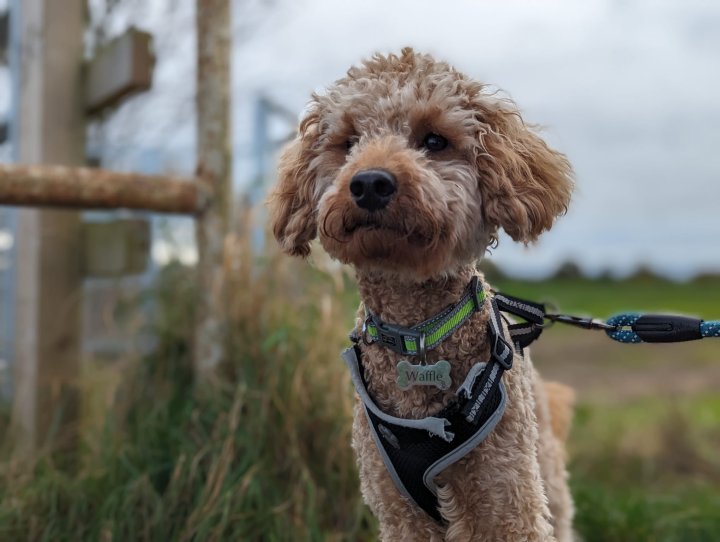 Image of lost pet