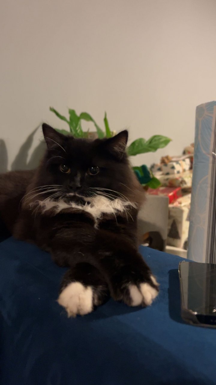 Image of lost pet