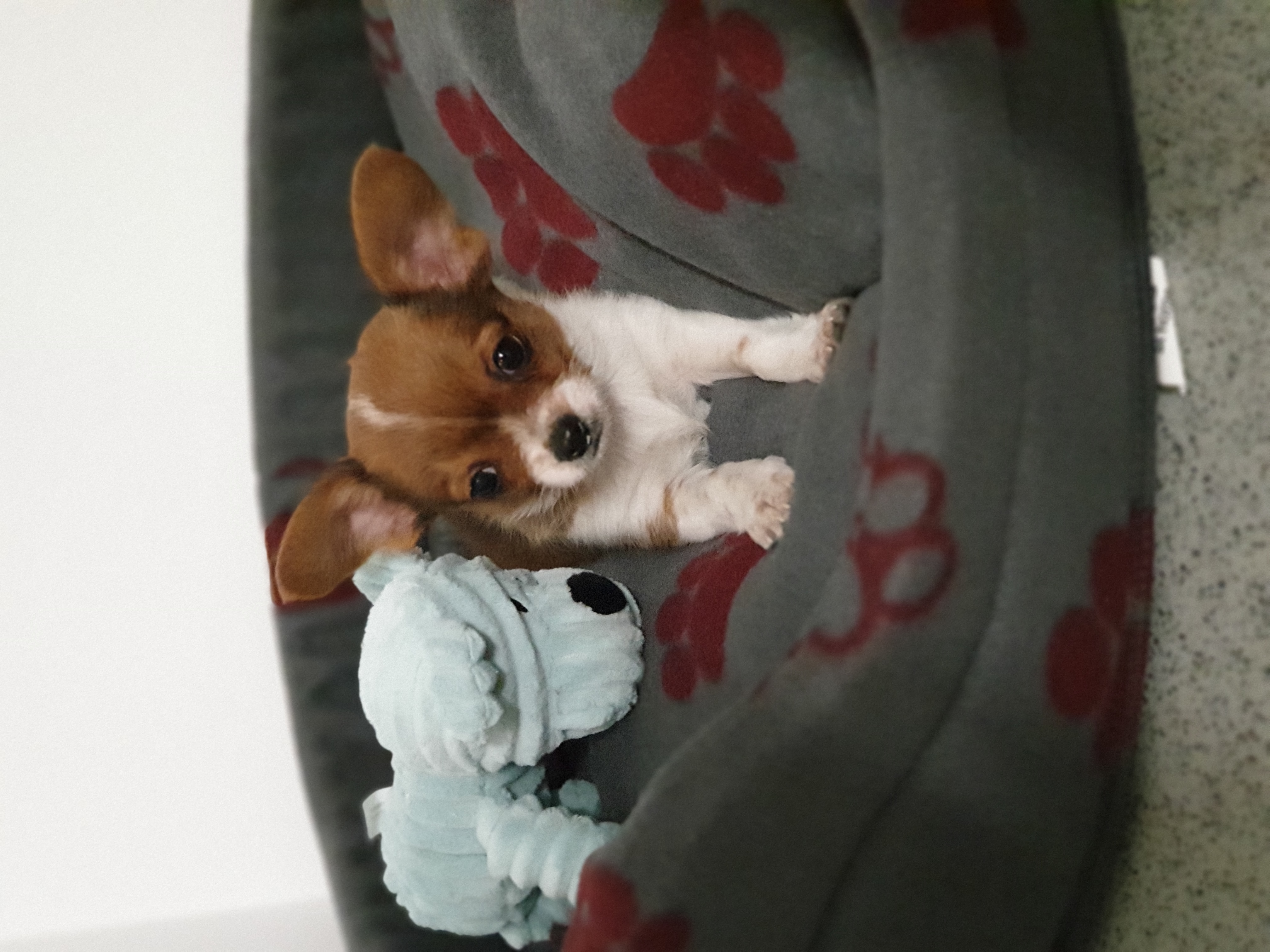 Image of lost pet