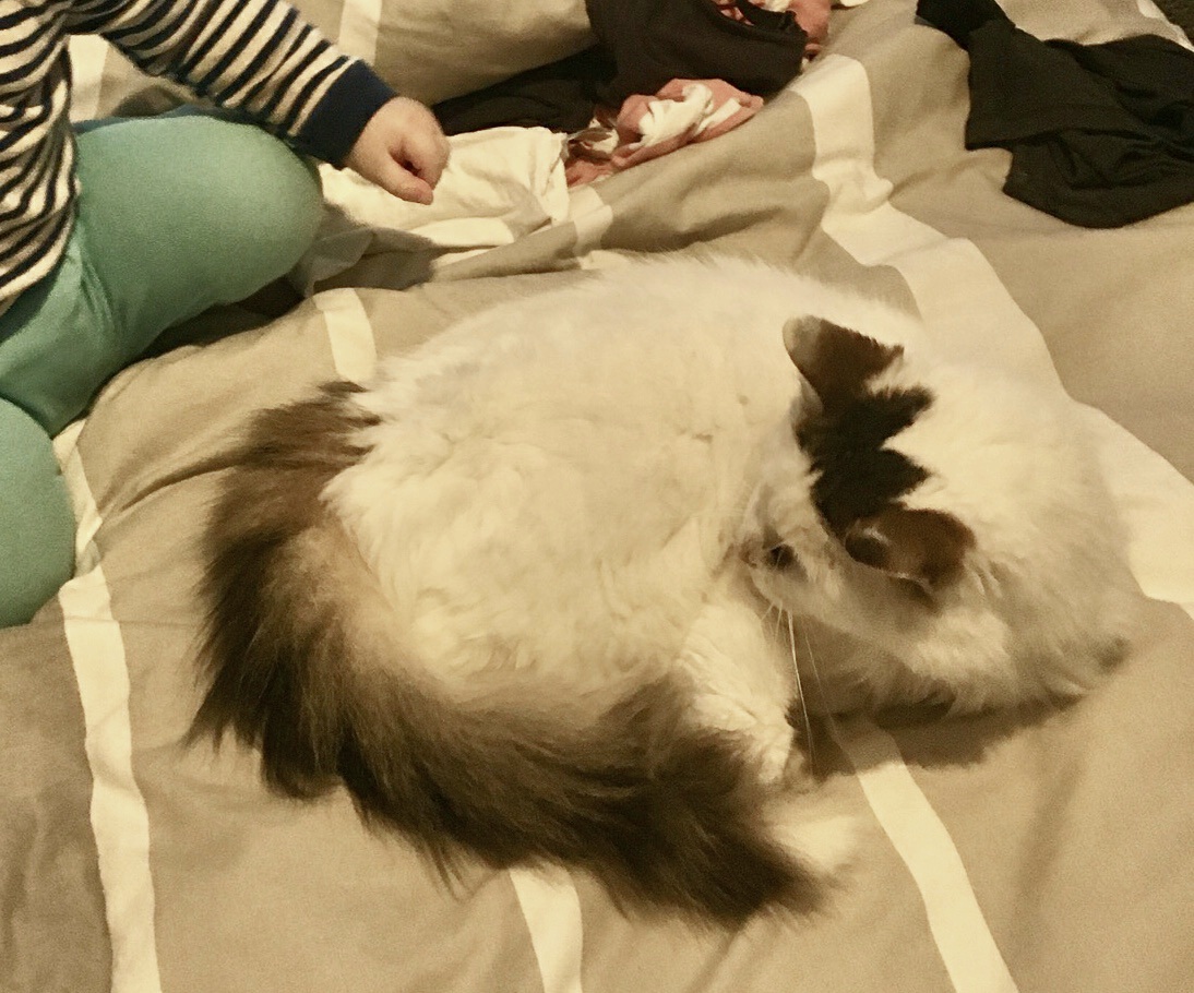Image of lost pet