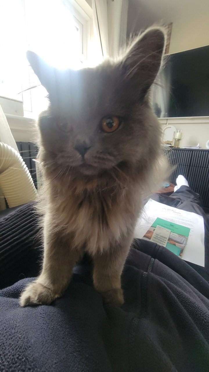 Image of lost pet