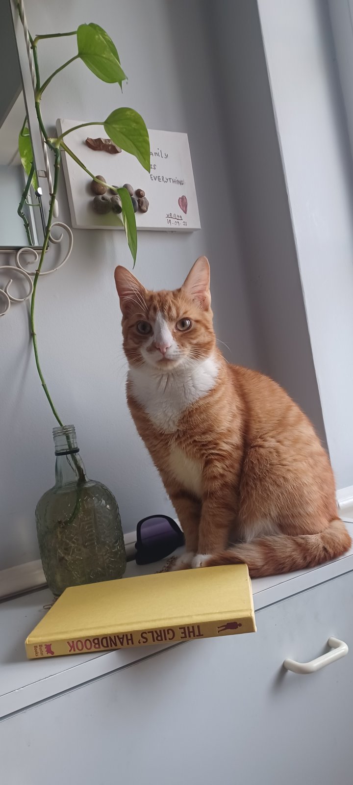 Image of lost pet