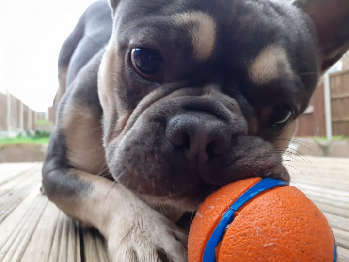 Image of lost pet
