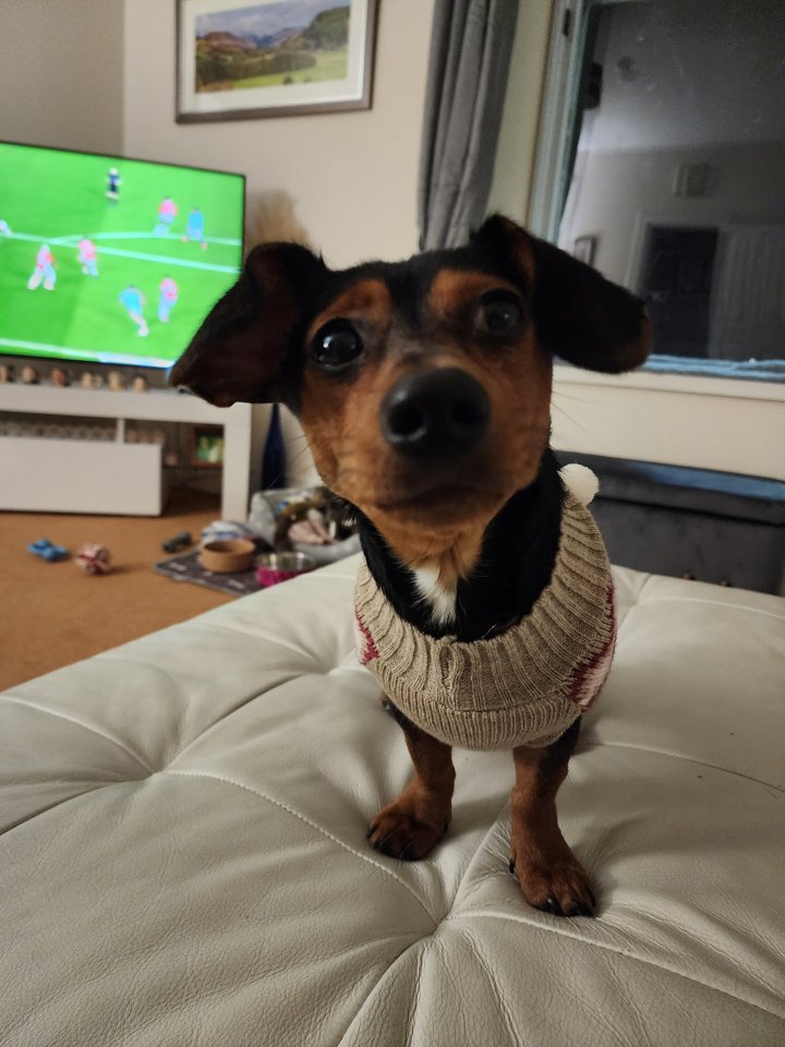 Image of lost pet