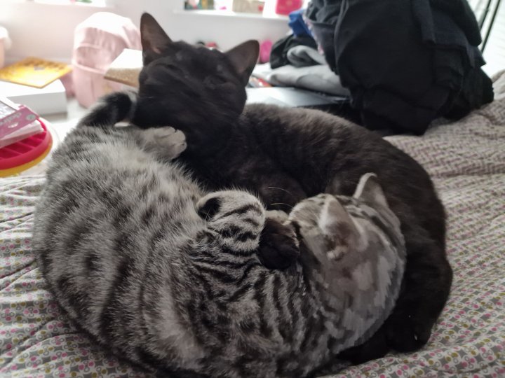 Image of lost pet