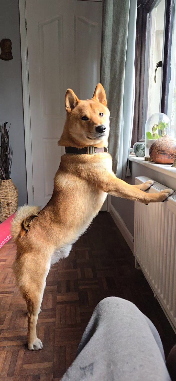 Image of lost pet