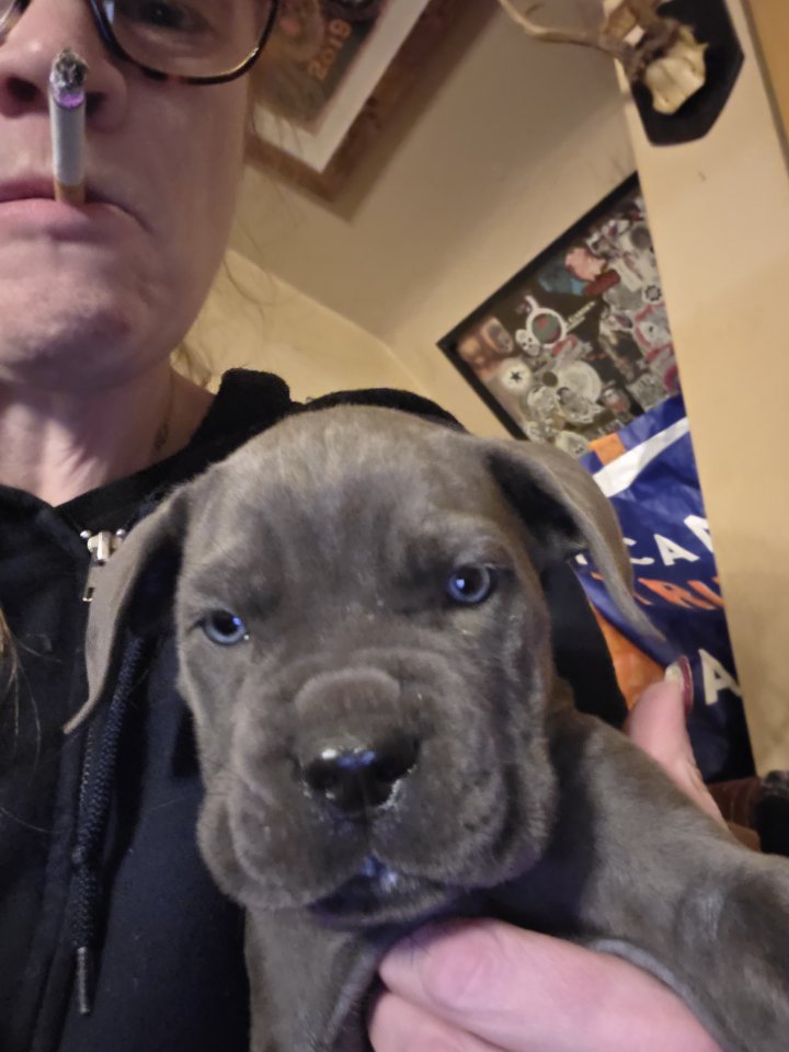 Image of lost pet