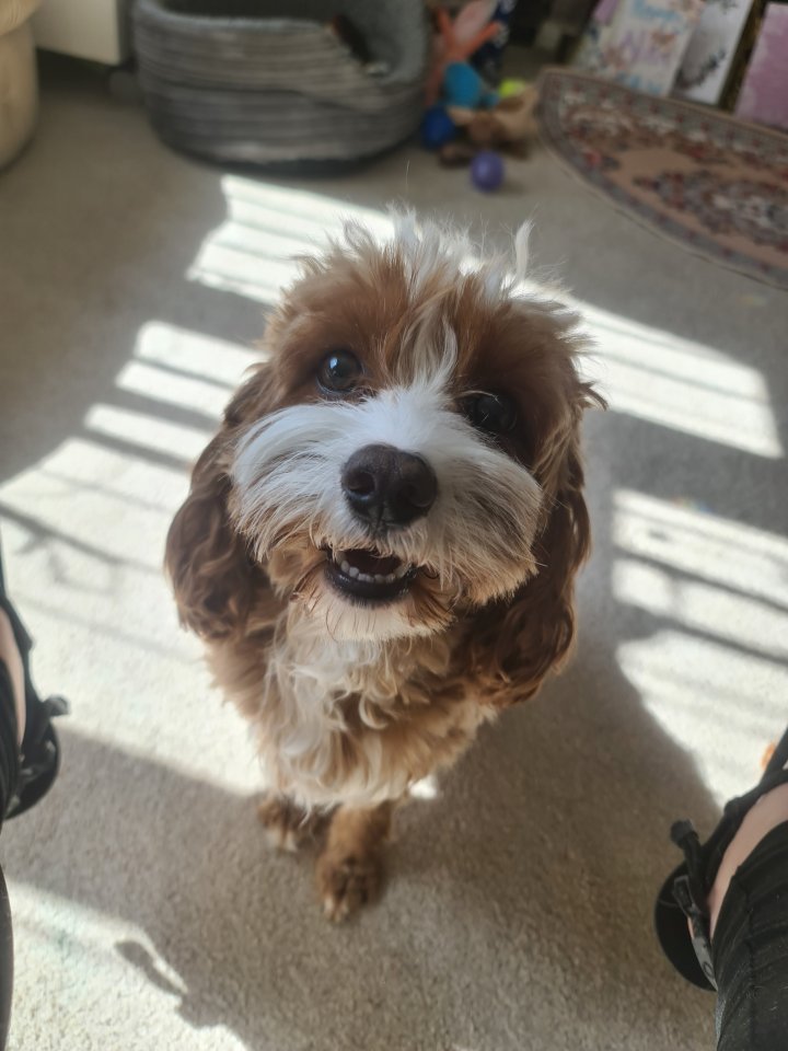 Image of lost pet