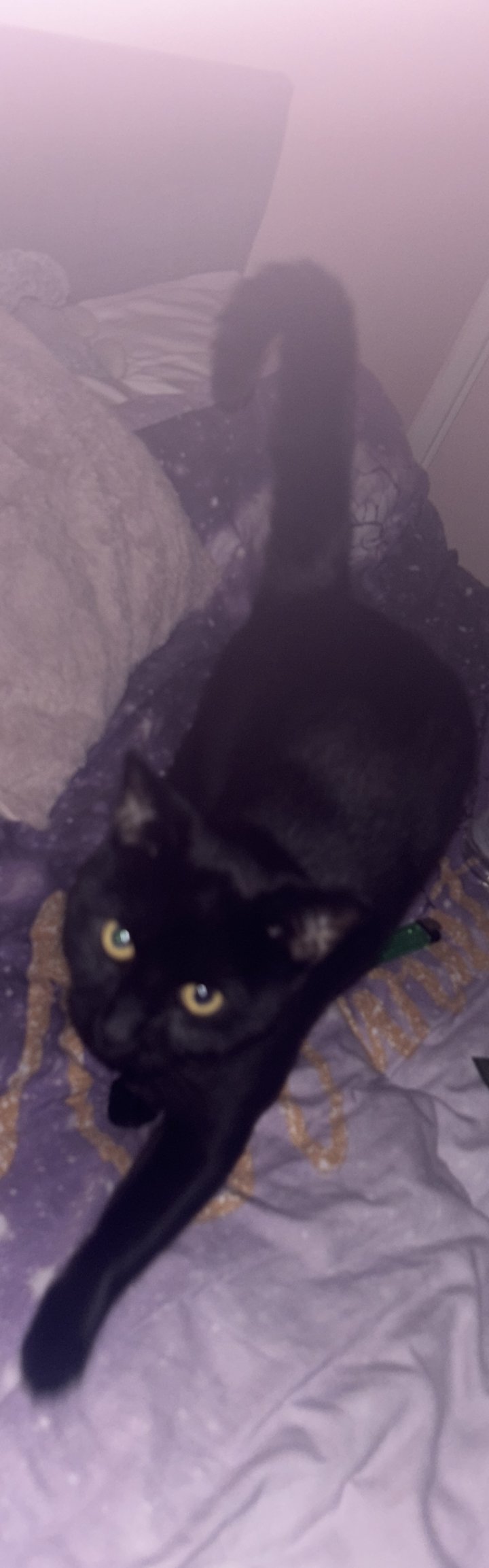 Image of lost pet