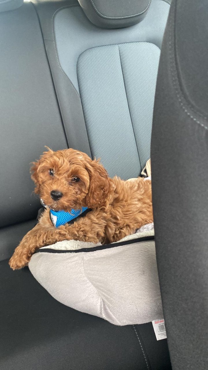 Image of lost pet