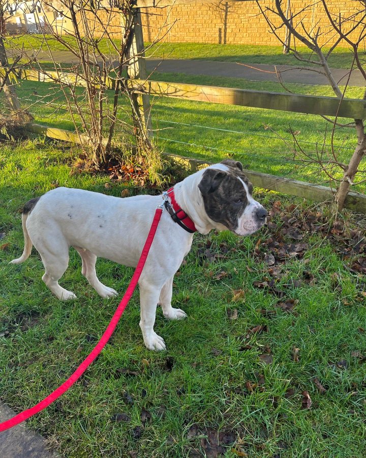 Image of lost pet