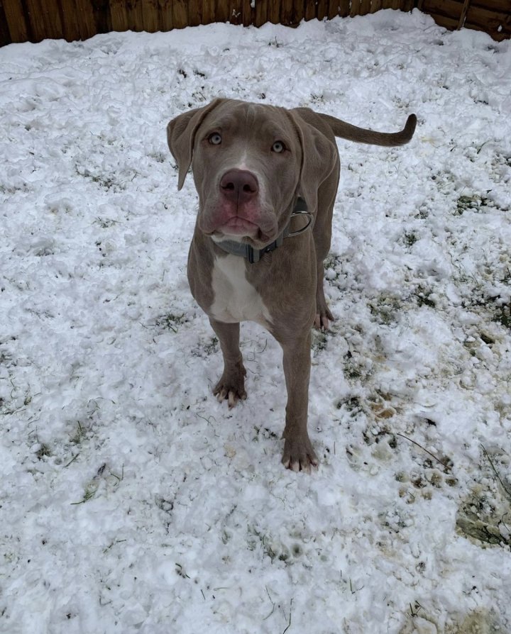 Image of lost pet