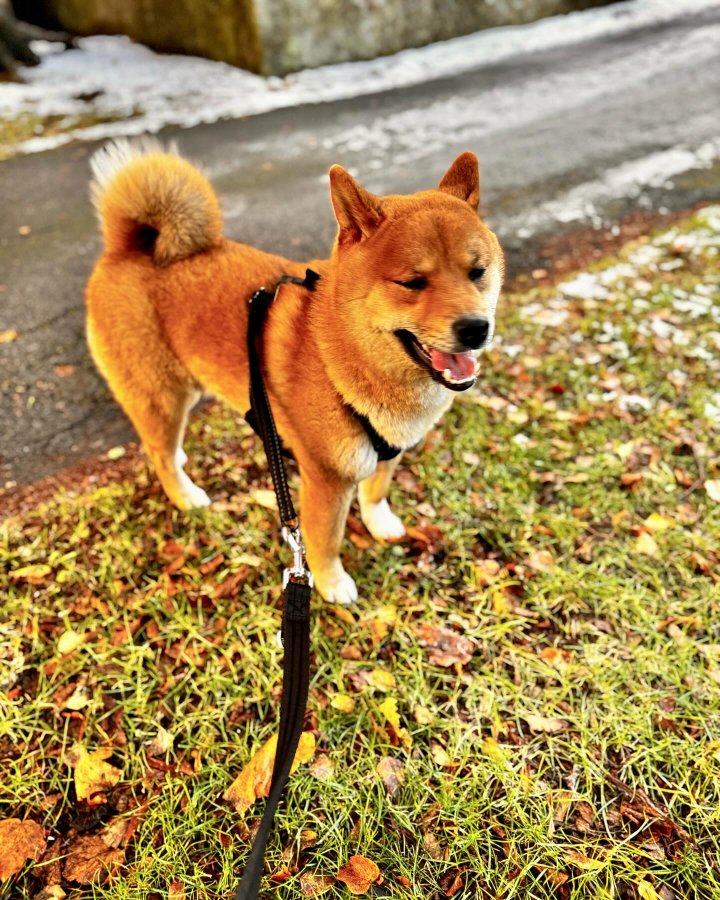 Image of lost pet
