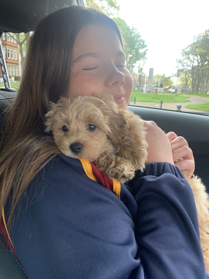 Image of lost pet