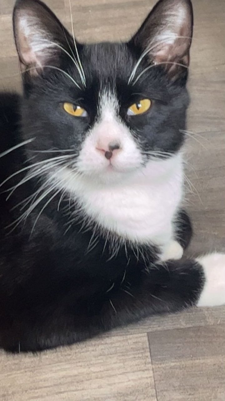 Image of lost pet