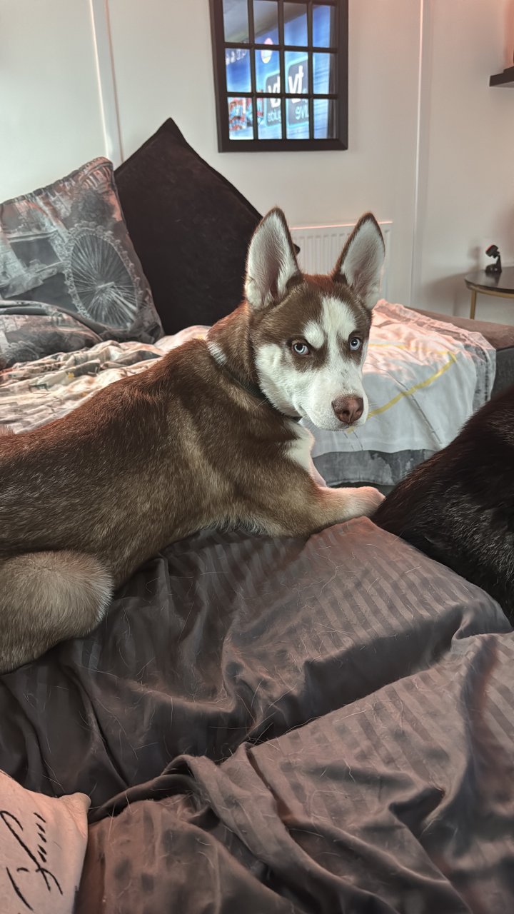 Image of lost pet