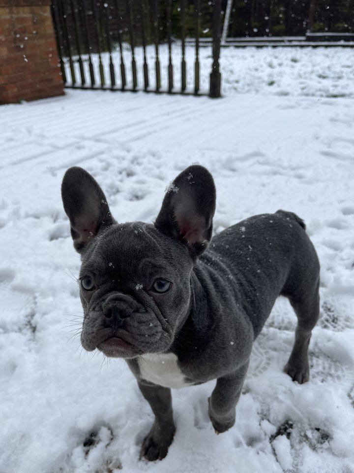 Image of lost pet