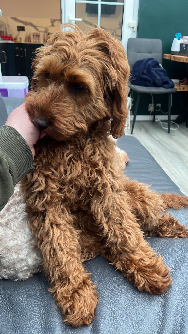 Image of lost pet