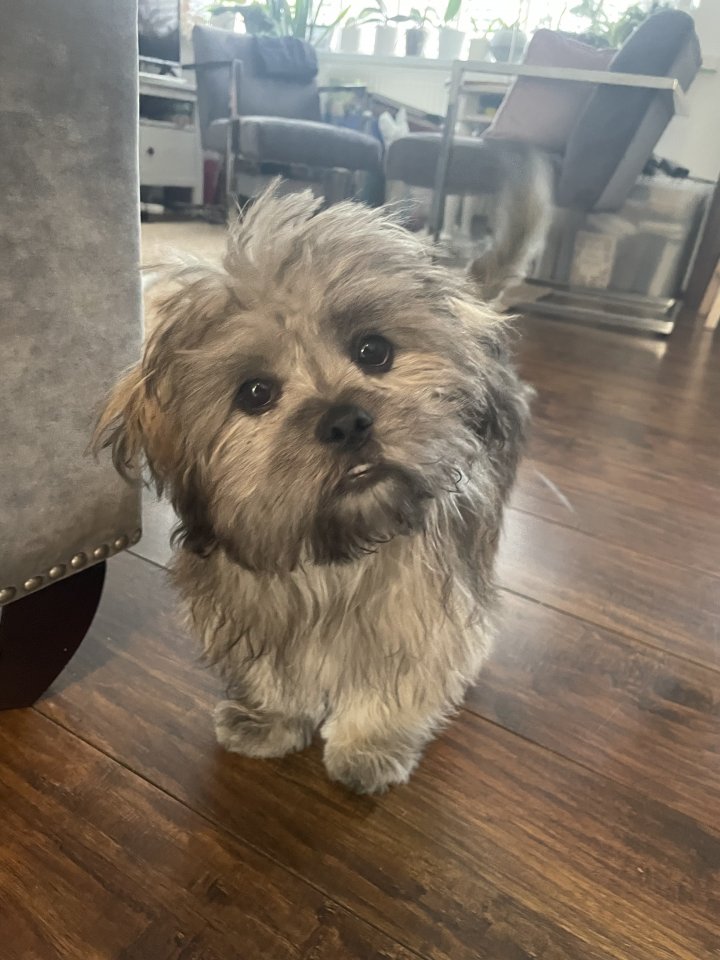 Image of lost pet