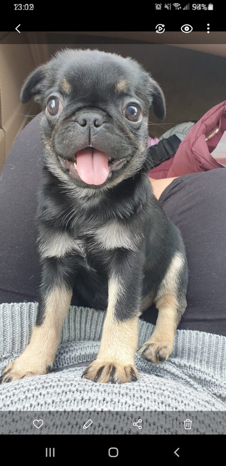 Image of lost pet