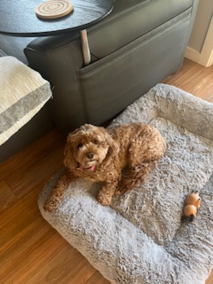 Image of lost pet