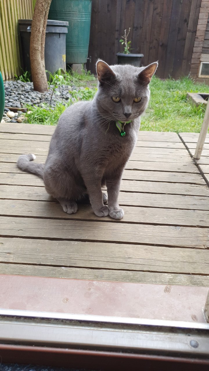 Image of lost pet
