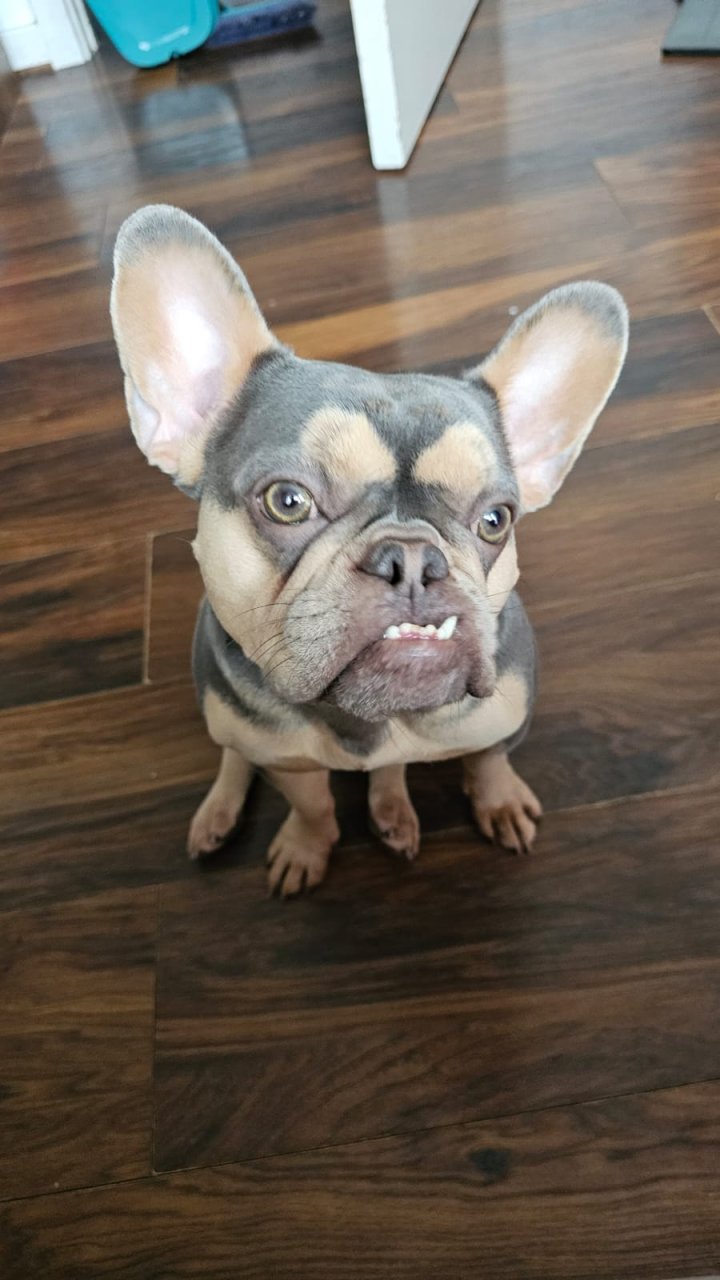 Image of lost pet