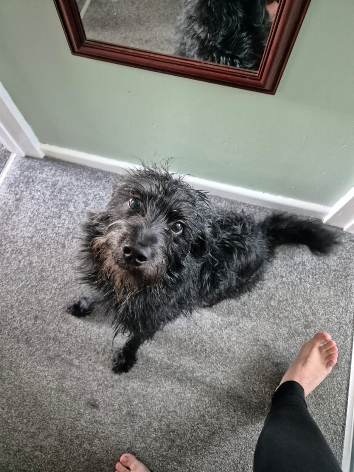Image of lost pet