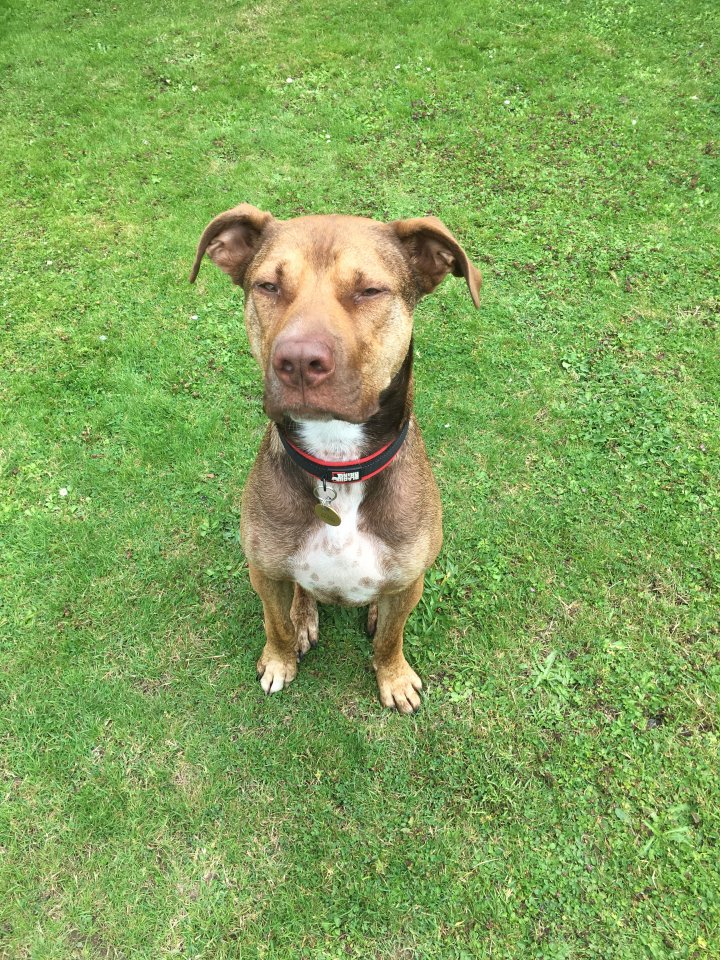 Image of lost pet