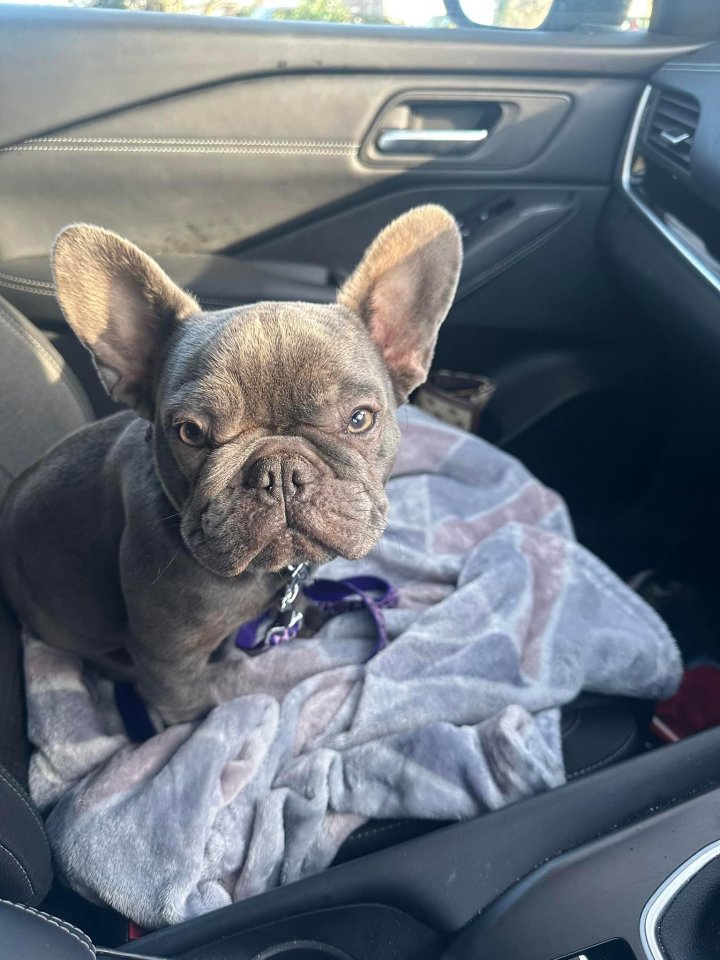 Image of lost pet
