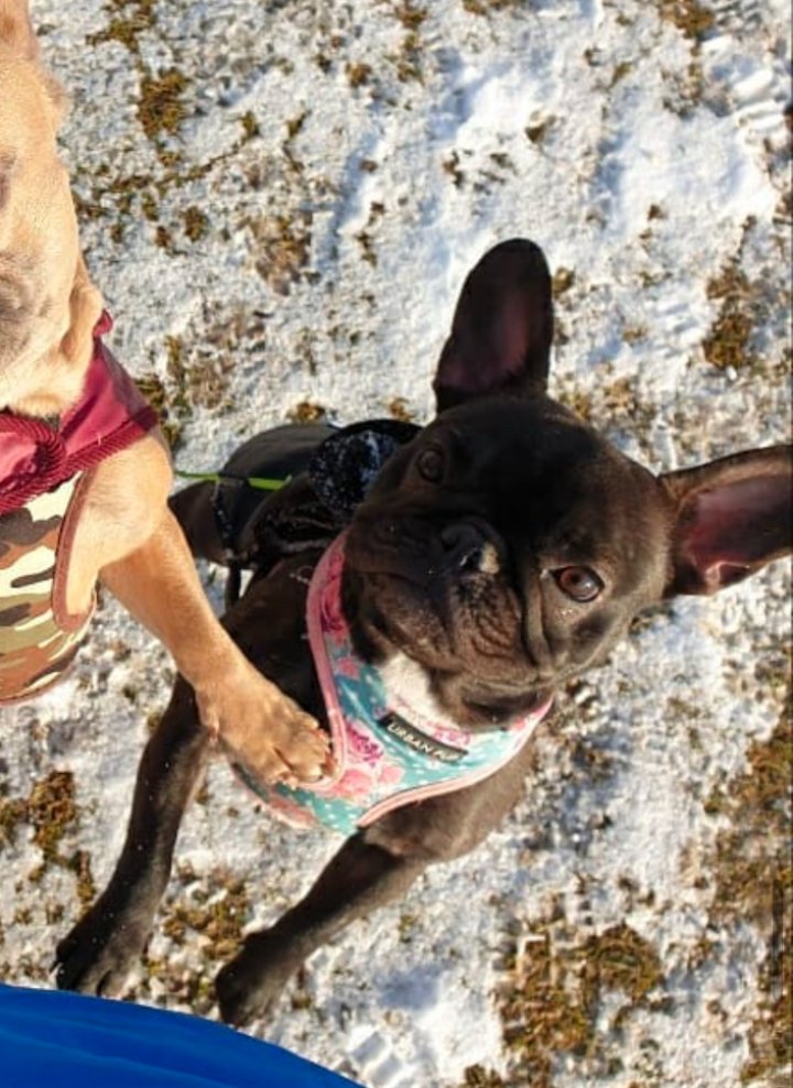 Image of lost pet