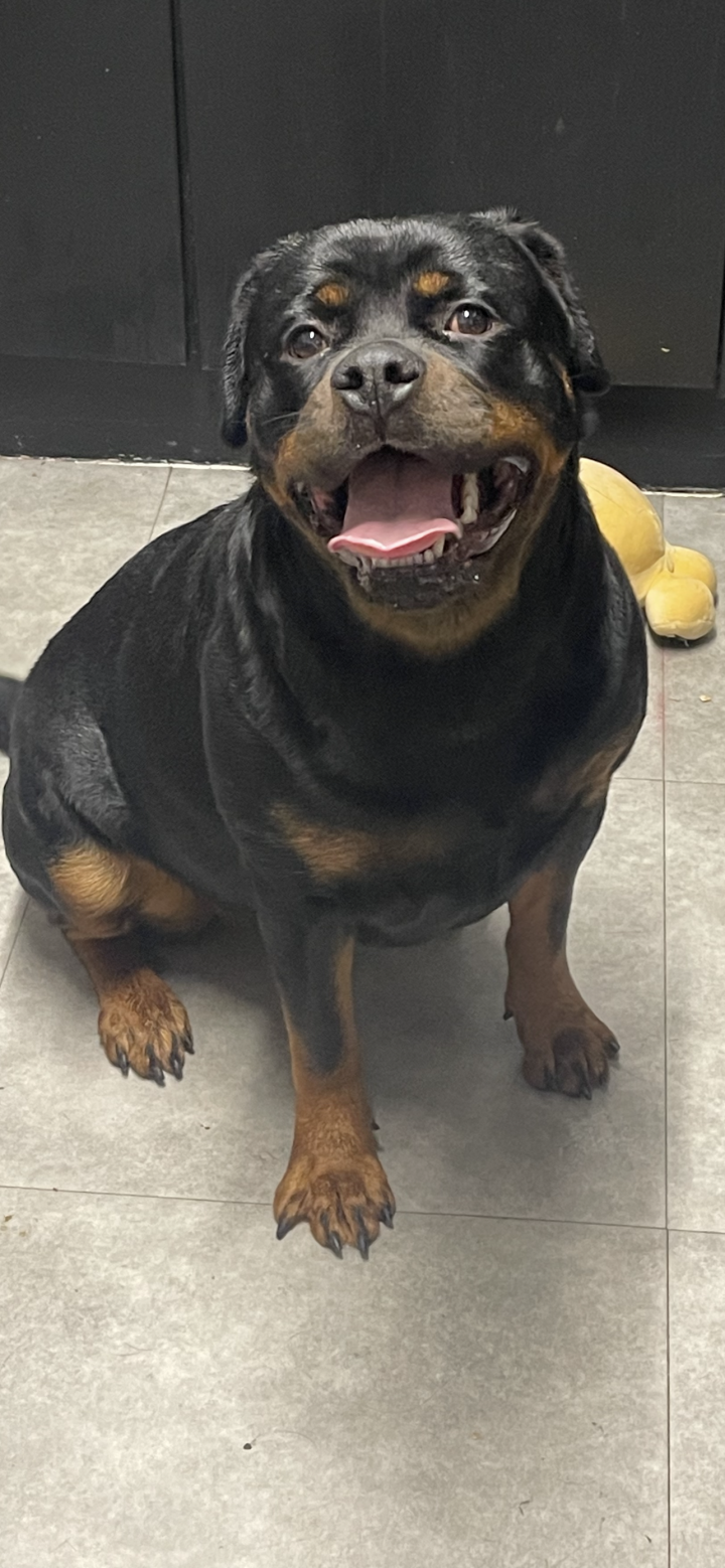 Image of lost pet