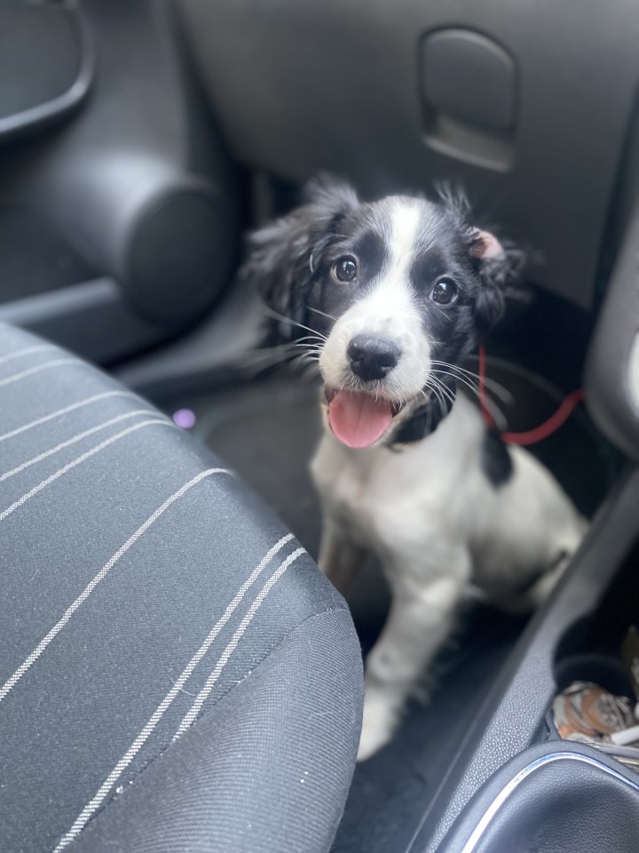 Image of lost pet