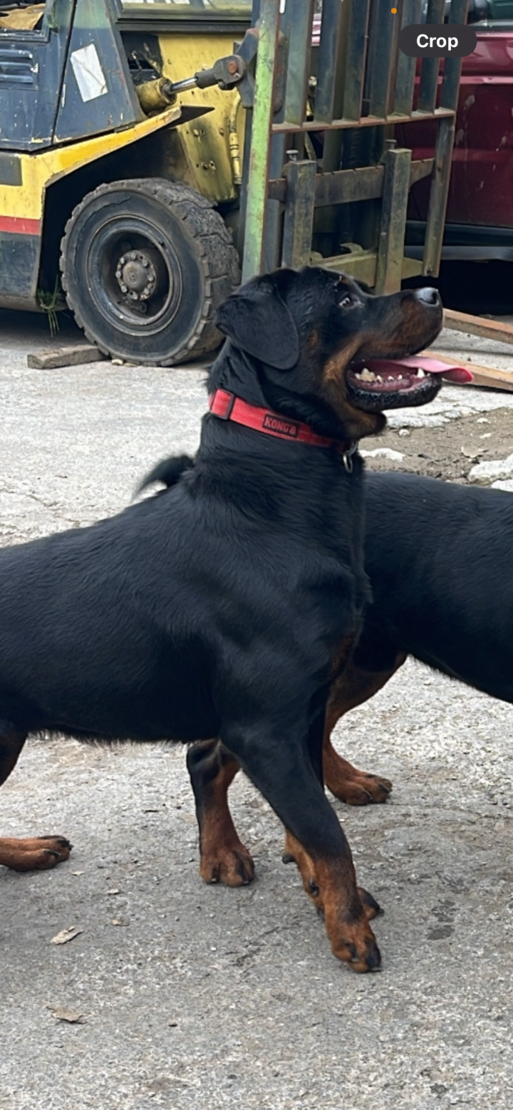 Image of lost pet