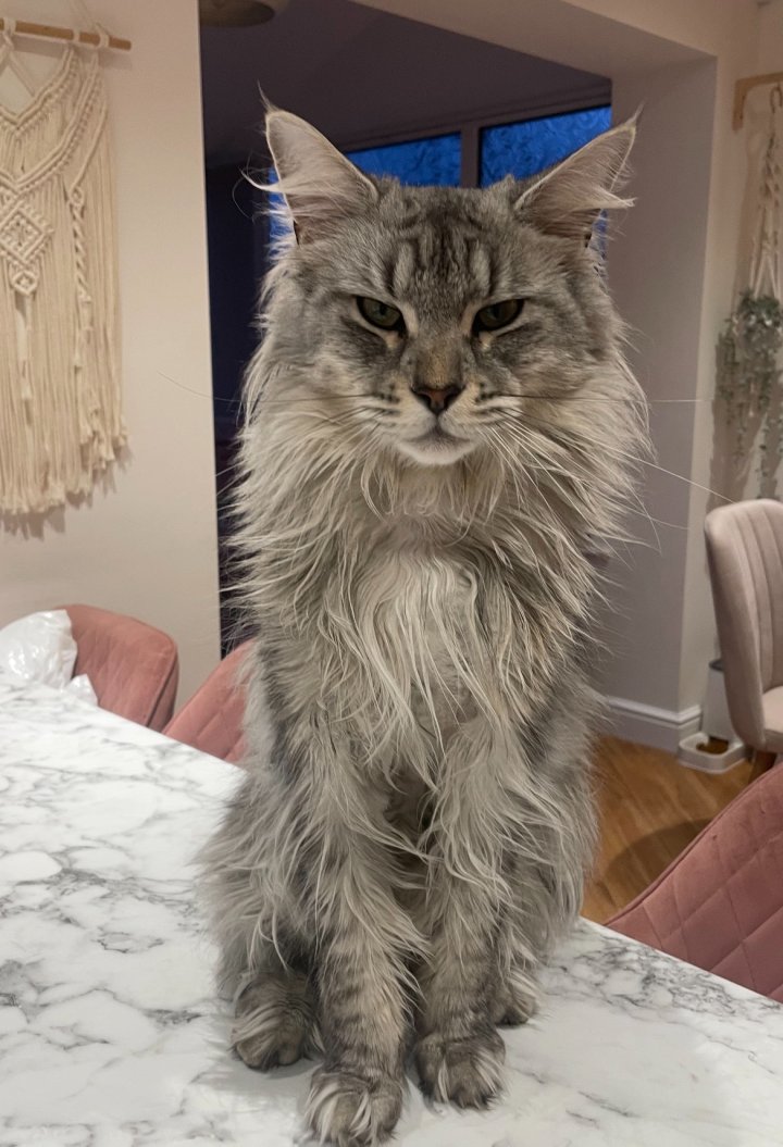 Image of lost pet