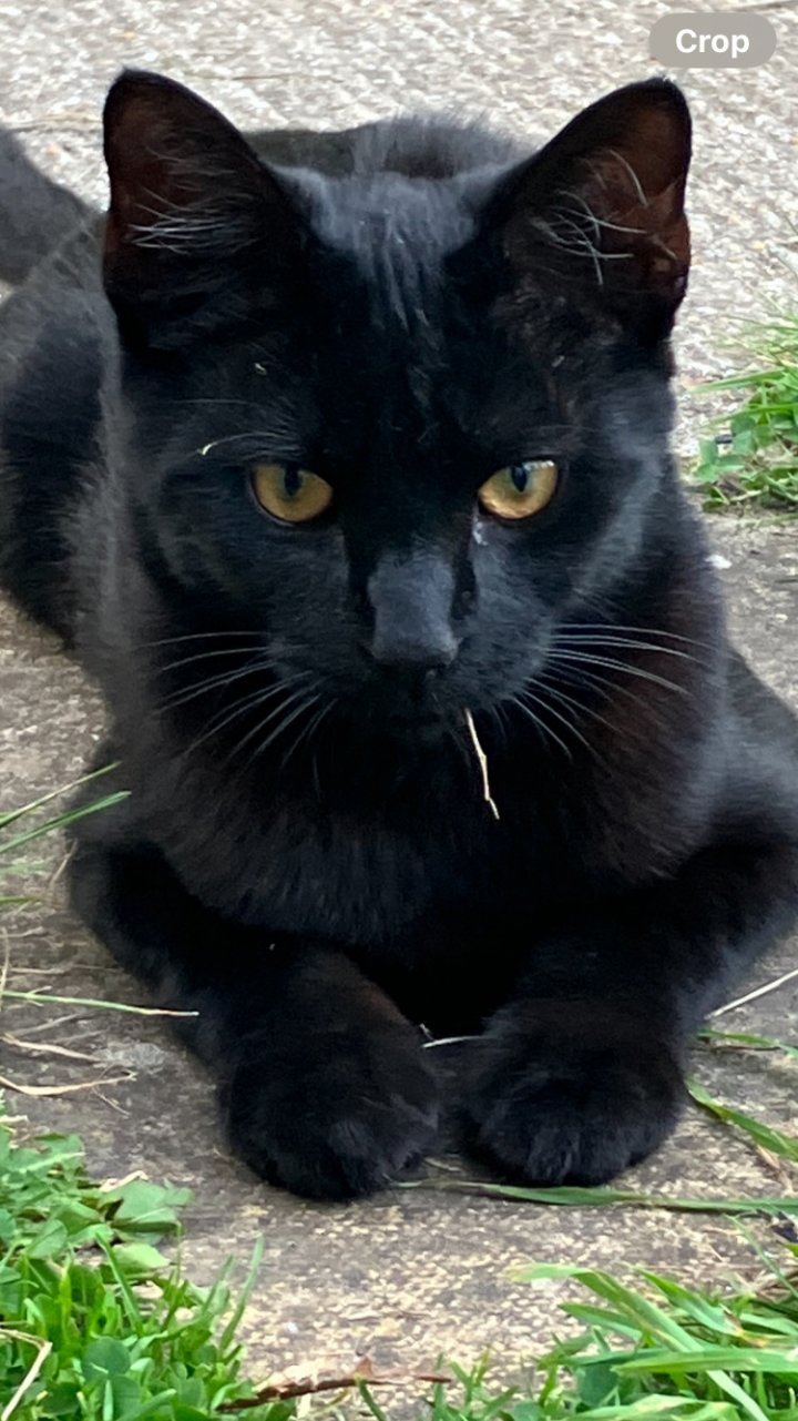 Image of lost pet