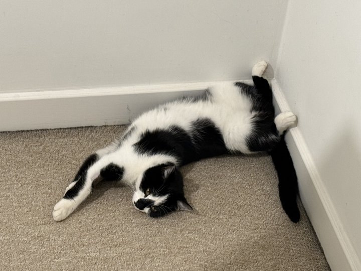 Image of lost pet