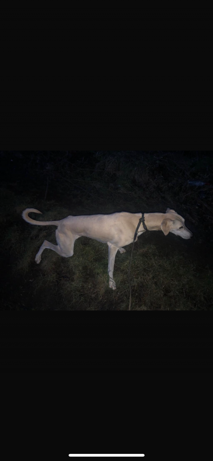 Image of lost pet
