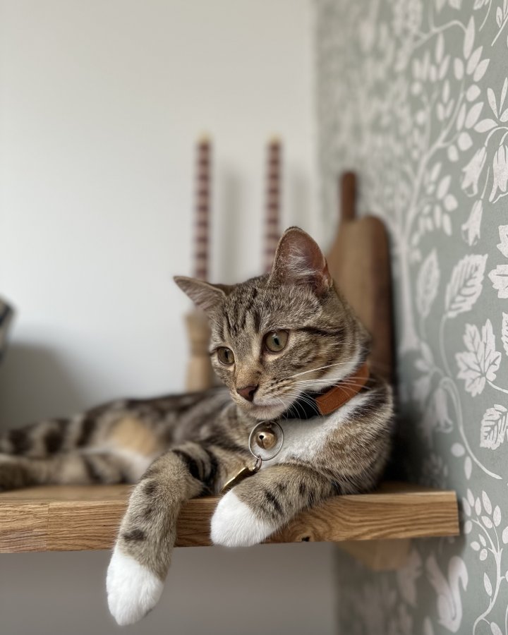 Image of lost pet