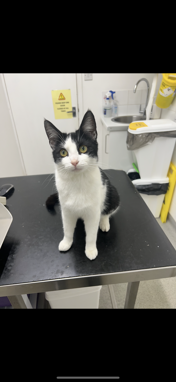 Image of lost pet