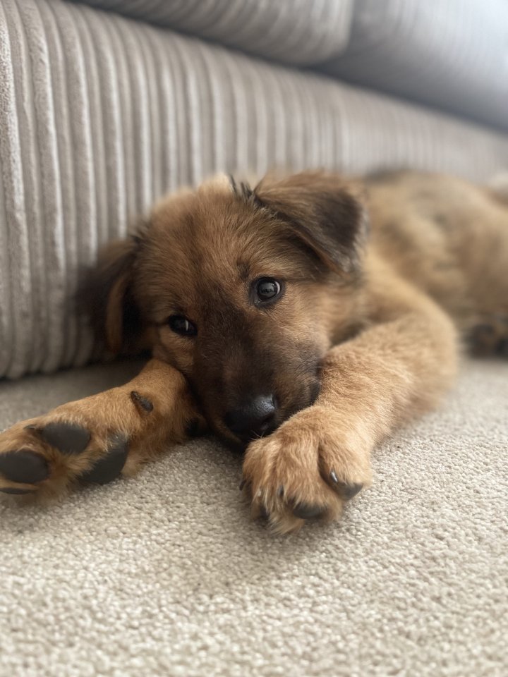 Image of lost pet