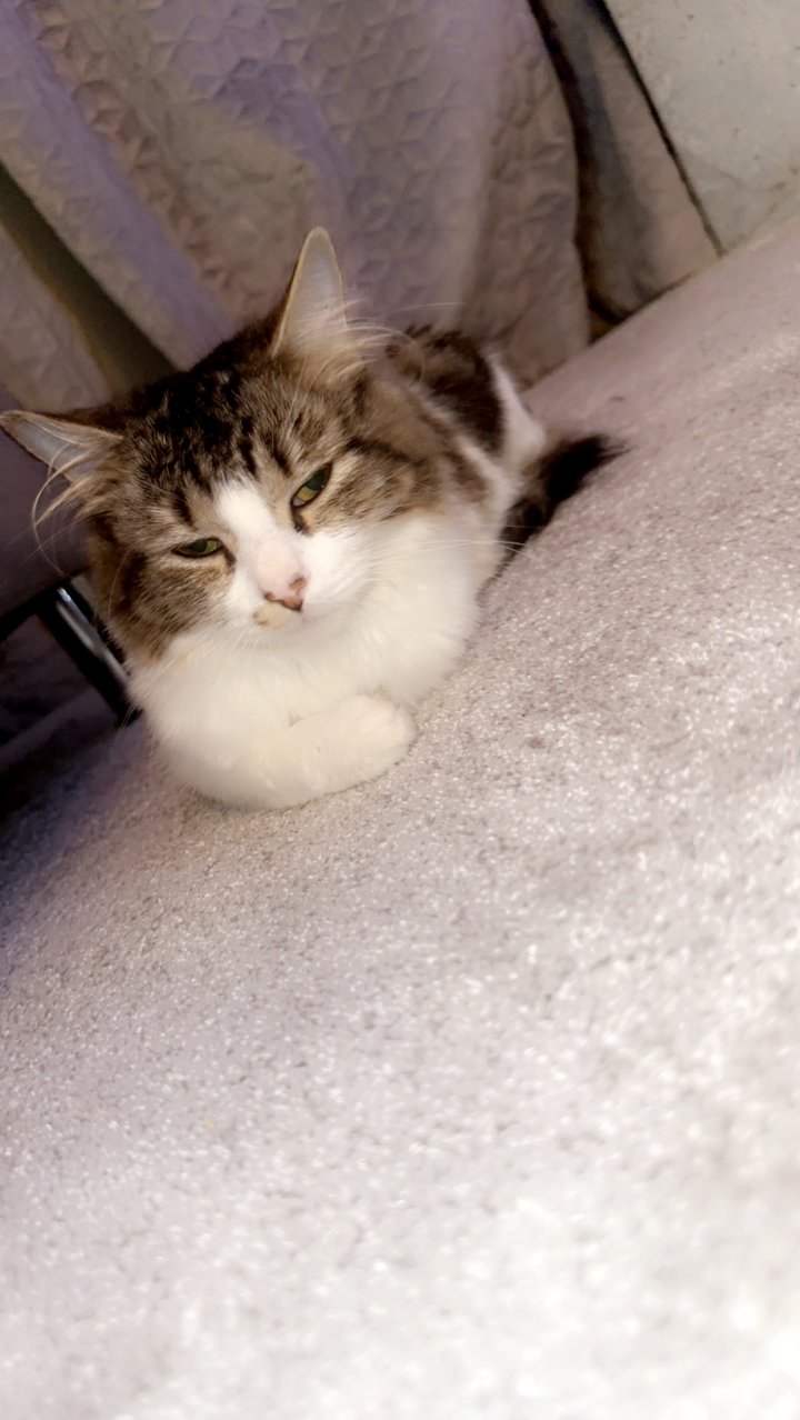 Image of lost pet