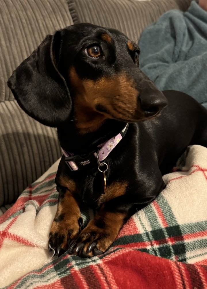 Image of lost pet
