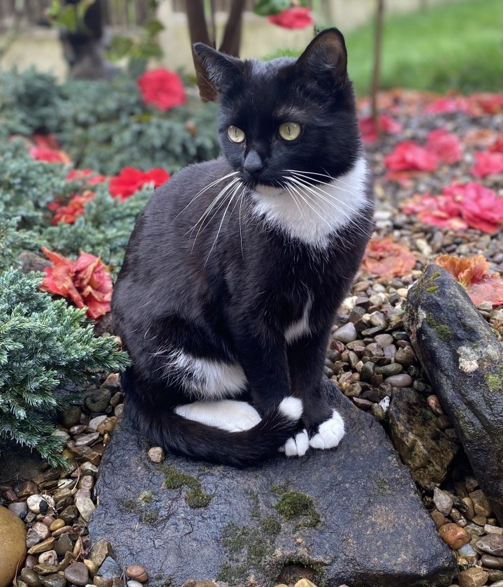 Image of lost pet