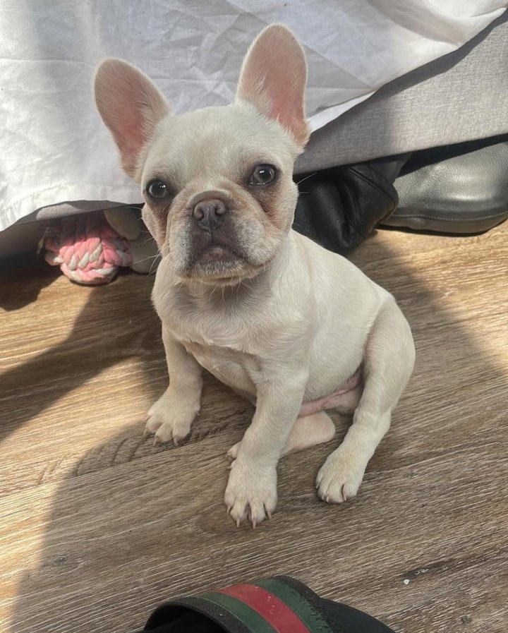 Image of lost pet