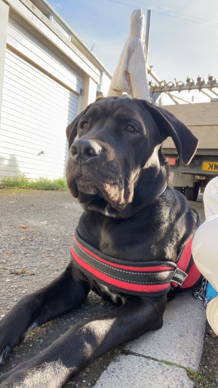 Image of lost pet