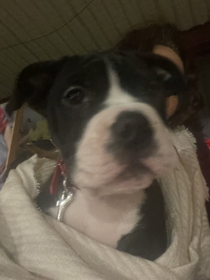 Image of lost pet
