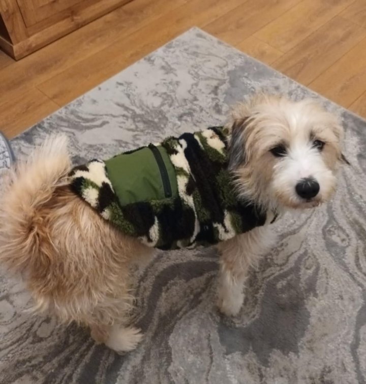 Image of lost pet