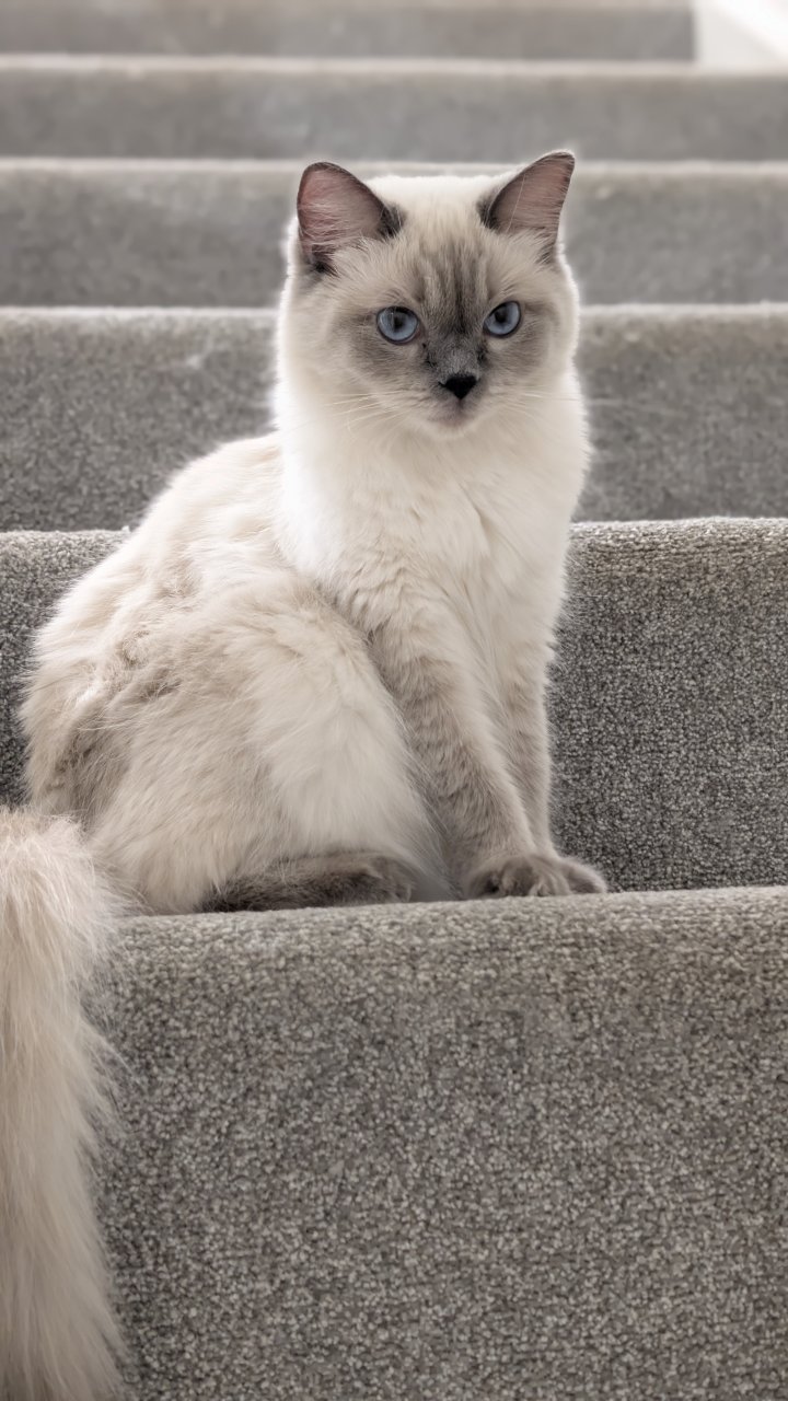 Image of lost pet