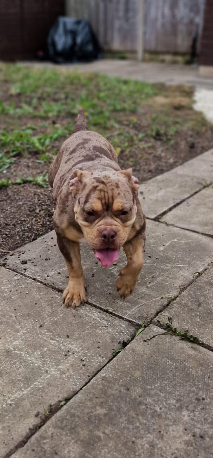 Image of lost pet